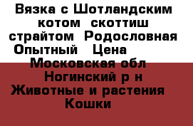 Вязка с Шотландским котом. скоттиш-страйтом. Родословная .Опытный › Цена ­ 2 500 - Московская обл., Ногинский р-н Животные и растения » Кошки   